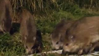 Jabalíes en O Portiño