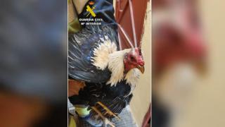 Imagen de uno de los gallos que habían sustraído a la familia vallisoletana