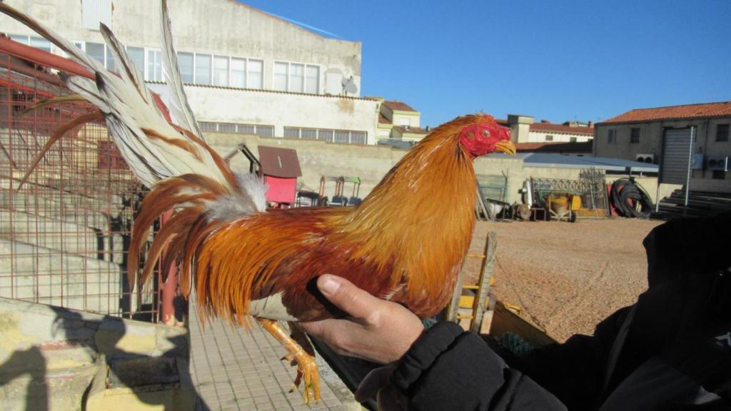 Imagen de uno de los gallos que se han encontrado en Soria tras ser robados en Valladolid.
