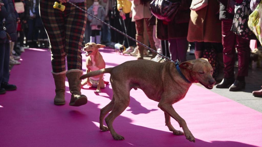Desfile de mascotas por San Antón en Chueca, en una imagen de archivo.