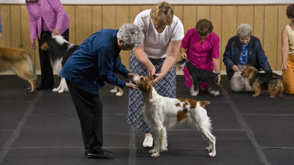 Un spaniel bretón en una exhibición.
