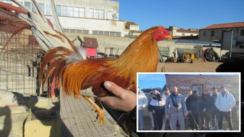Imagen de uno de los gallos que se han devuelto a la familia de Valladolid, que aparece en el recuadro en uno de sus vídeos virales