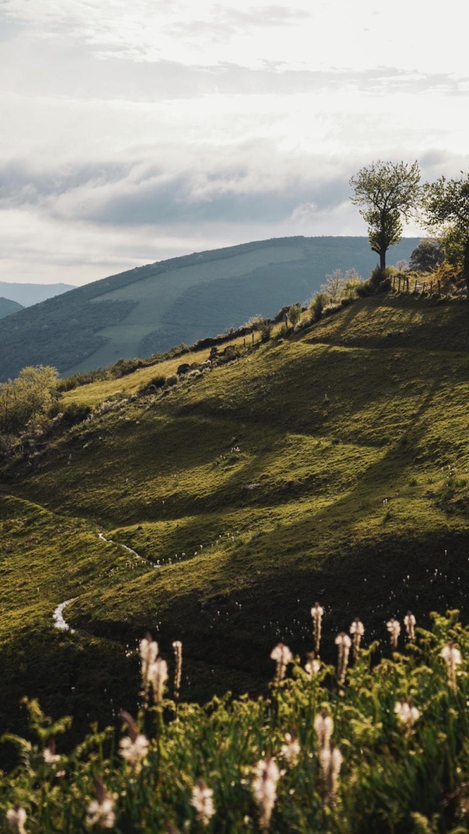 Paisaje primaveral de Los Ancares.
