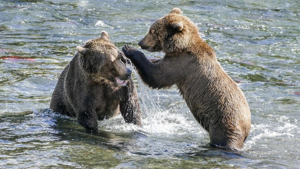 Osos en Alaska.
