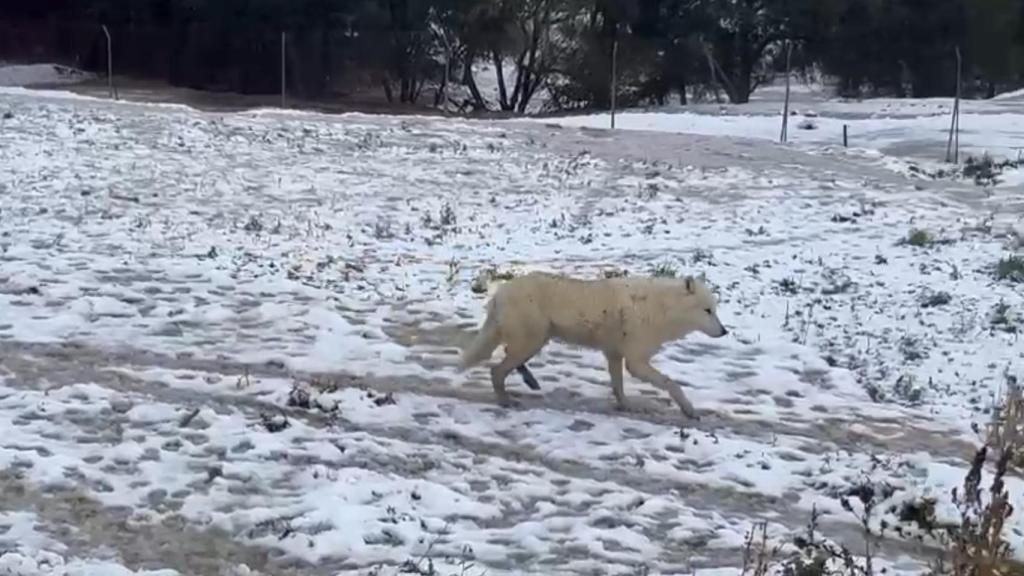 Un lobo ártico en el santuario.
