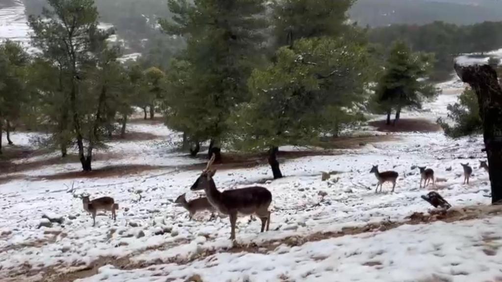 Animales sobre la nieve de la sierra Aitana.