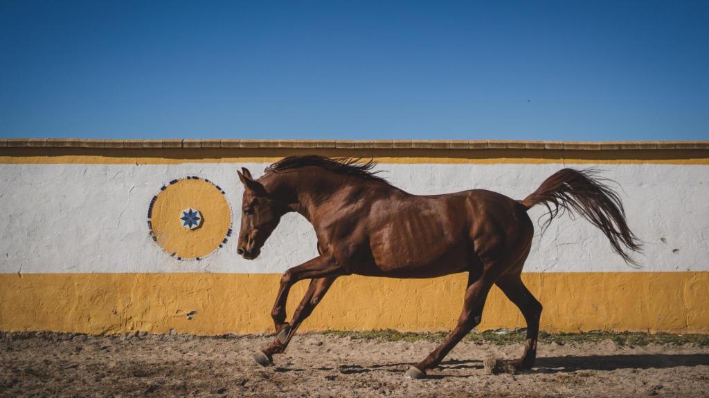 Unos de los sementales de la yeguada El Cortiñal.