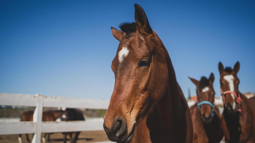 Potros de la yeguada El Cortiñal.