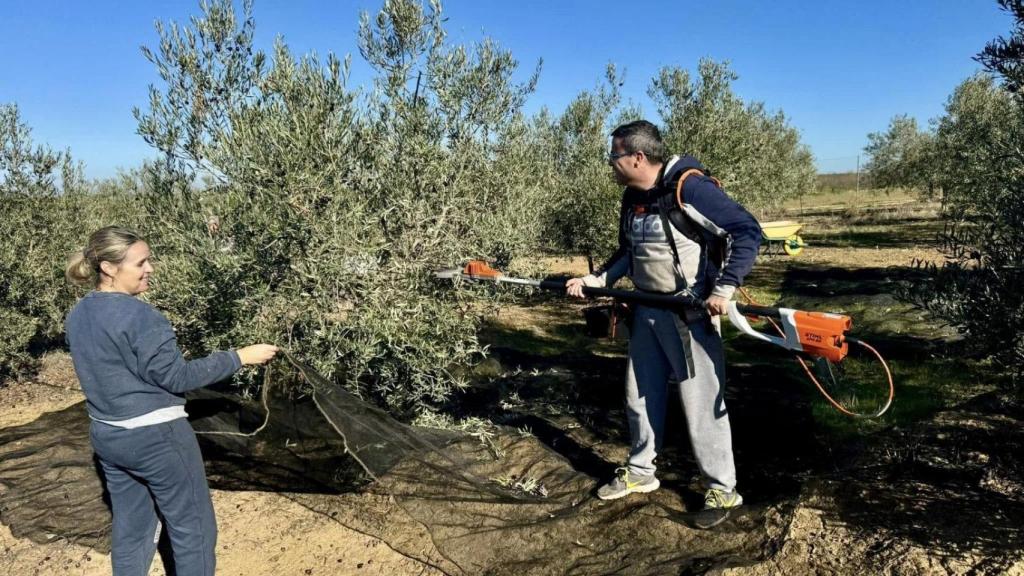 Miguel Ángel Gallardo y su hermana, recogiendo aceitunas en una parcela familiar.