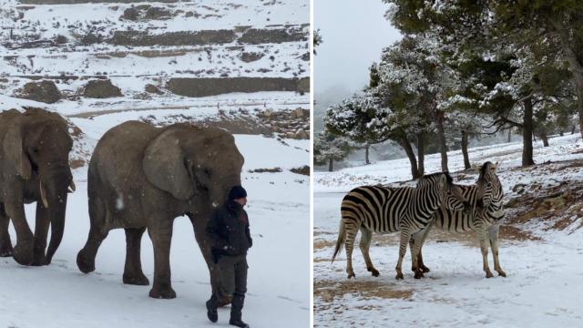 Elefantes y cebras en el Safari Aitana