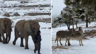 Elefantes y cebras en el Safari Aitana