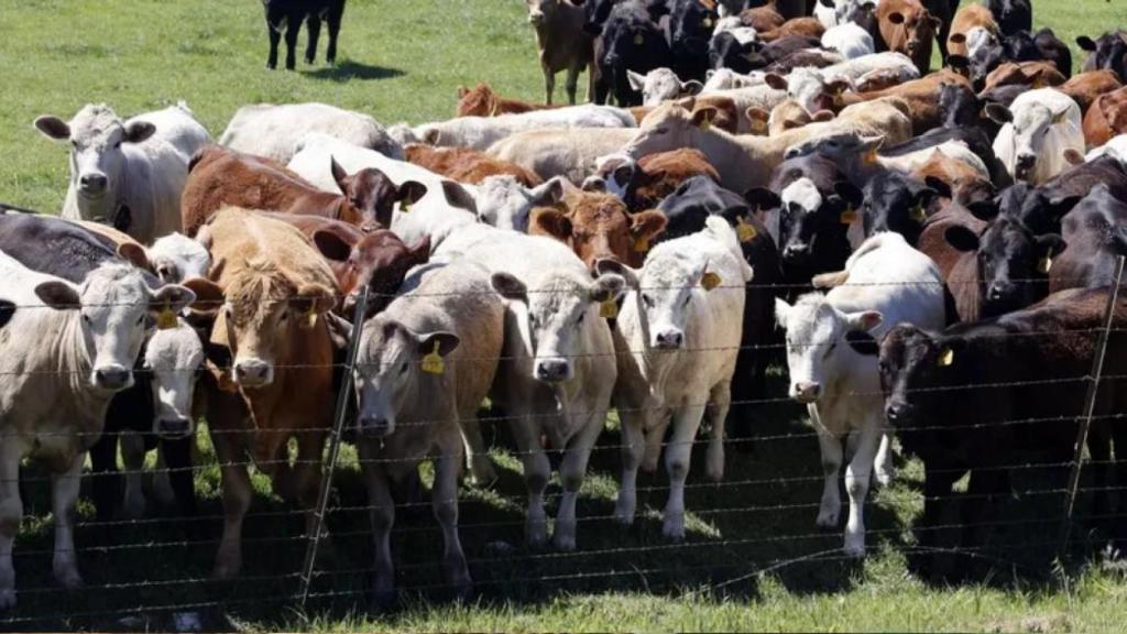 Imagen de un rebaño en Texas, uno de los estados con vacas contagiadas de gripe aviar.