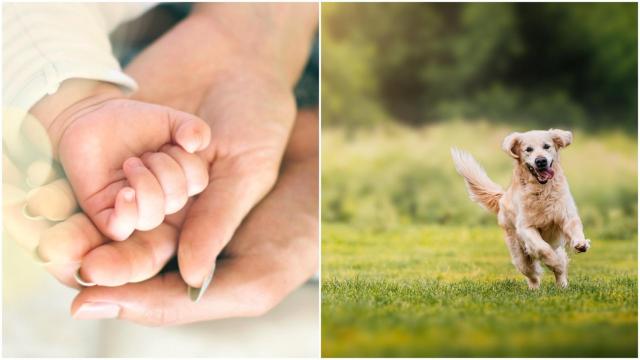 Un recién nacido, a la izquierda, y un perro jugando al aire libre, a la derecha.