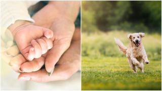 Un recién nacido, a la izquierda, y un perro jugando al aire libre, a la derecha.