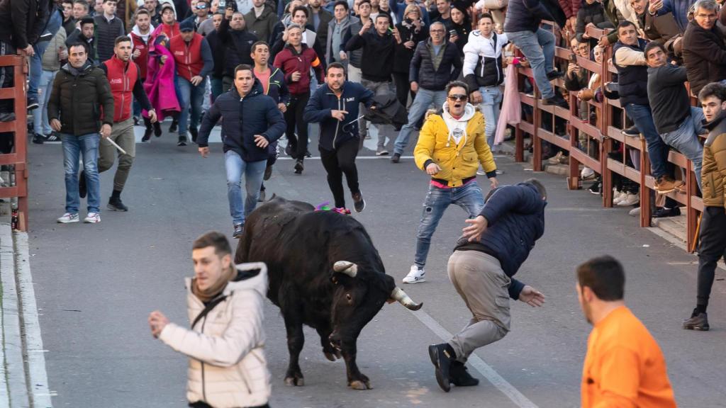 Toro de San Sebastián en Ciudad Rodrigo (Salamanca)