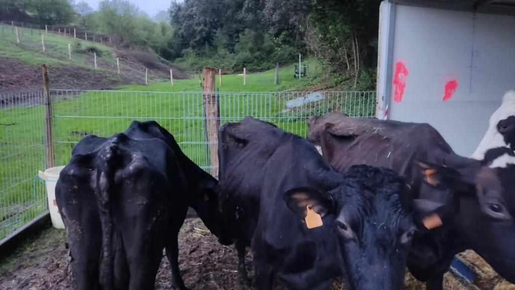 Estado de las vacas cuando llegaron al refugio de La Manada Cántabra.