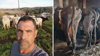 A la izquierda, Carlos Llorente, uno de los propietarios de La Manada Cántabra. A la derecha, las vacas antes de que la asociación se hiciera cargo de ellas.