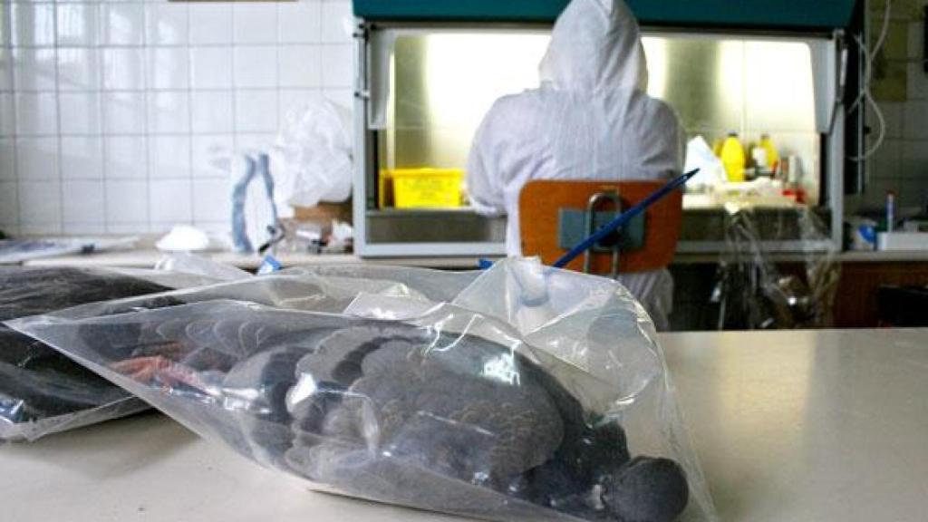 Un laboratorio examinando restos de un ave