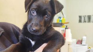 El centro de protección animal de la Diputación de Zaragoza recogió 207 perros sin dueño en 2024