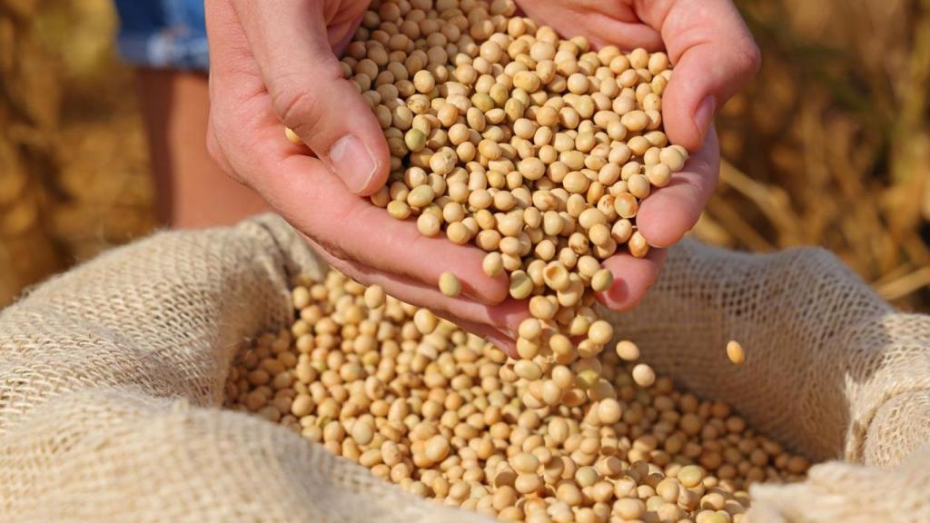 Cosecha de soja entre las manos de una persona.