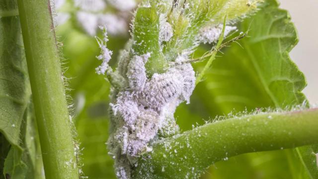 Planta infestada con cochinilla.