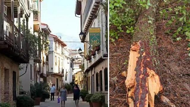 La caída de un árbol deja sin internet a Candeleda
