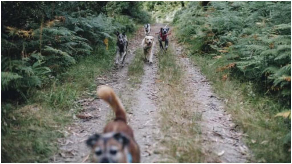 Perros de Patricia Guerrero en una ruta por el bosque