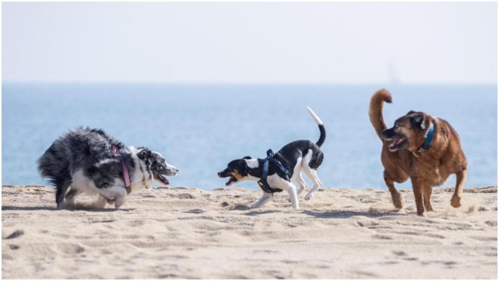 Perros de Patricia Guerrero en un día de playa