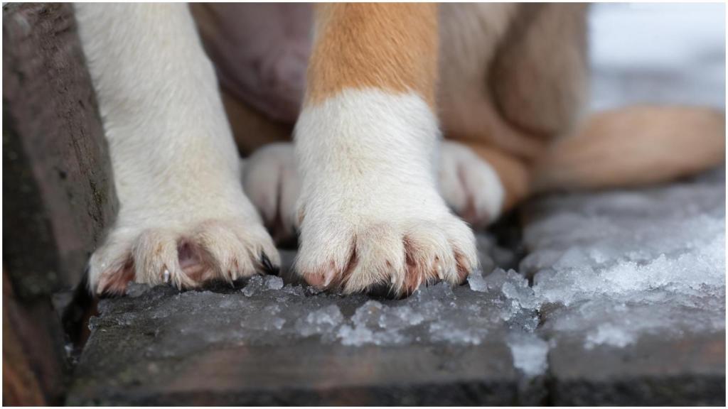 El asfalto y el hielo pueden dañar las almohadillas de los perros