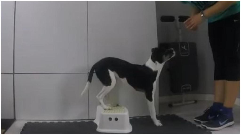 Una sesión de fortalecimiento de Patricia Guerrero