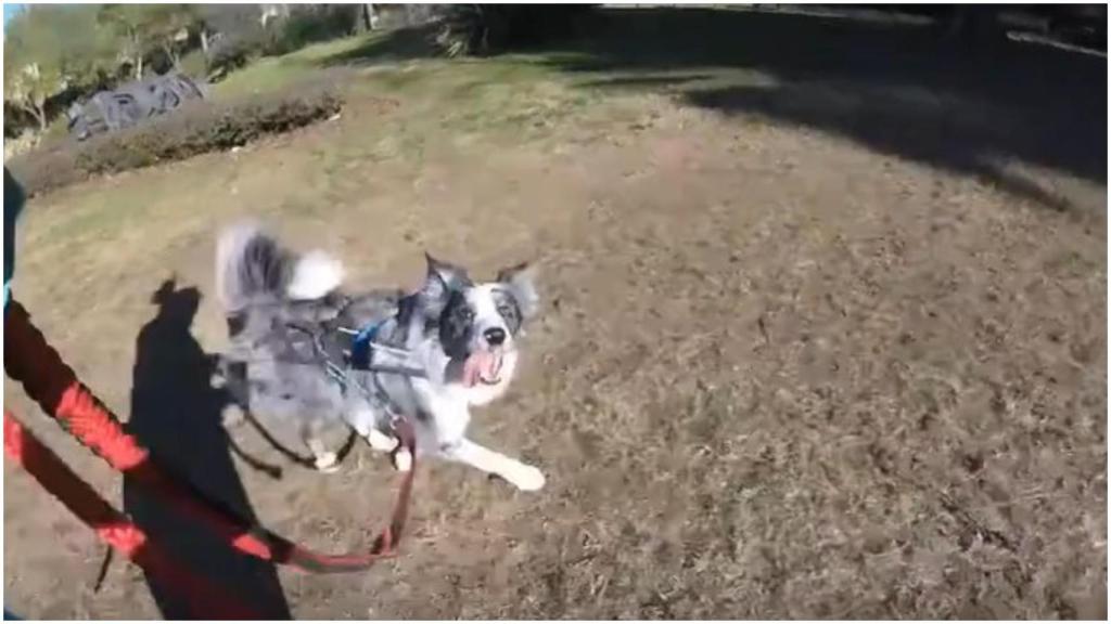 Para correr siempre con arnés y nunca con collar