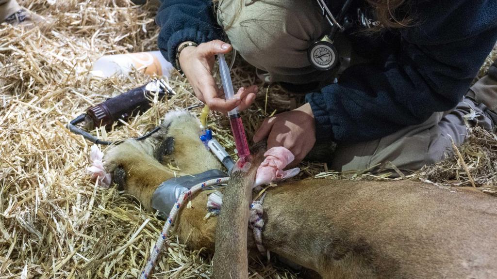Intervención veterinaria a un león en las instalaciones interiores de Bioparc Valencia. EE