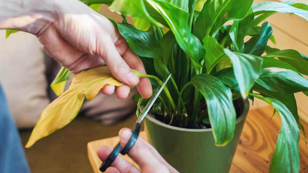 Mujer cortando una planta.