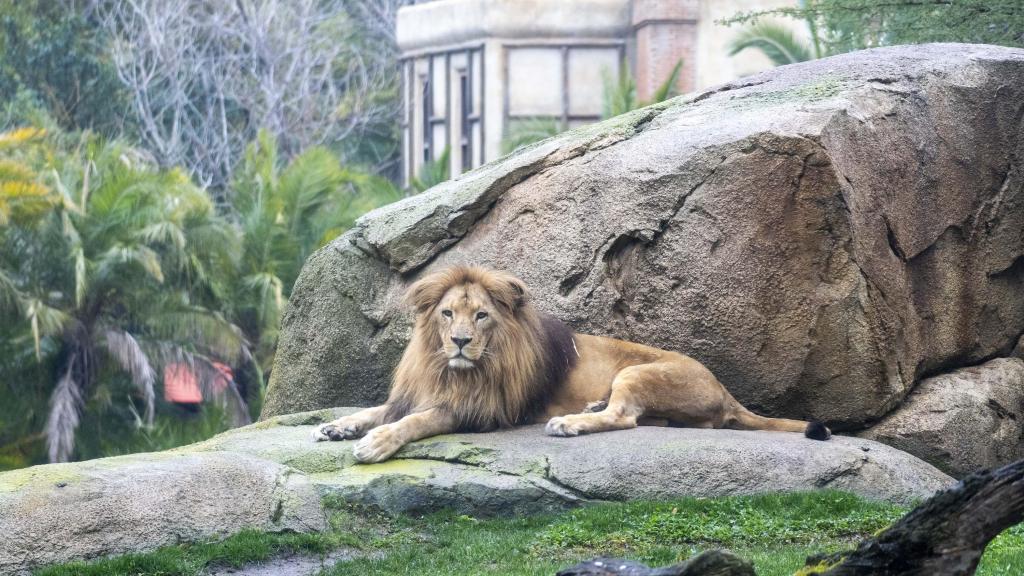 Lubango, el macho de león en la sabana africana de Bioparc Valencia. EE