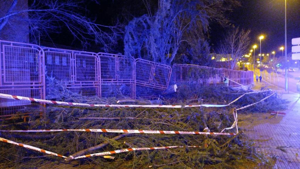 árbol caído en la zona del IES La Vaguada de Zamora
