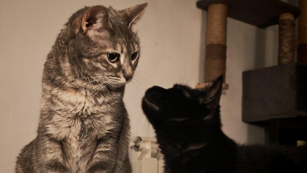 Captar algunos momentos con mascotas es más fácil con la Superráfaga HD