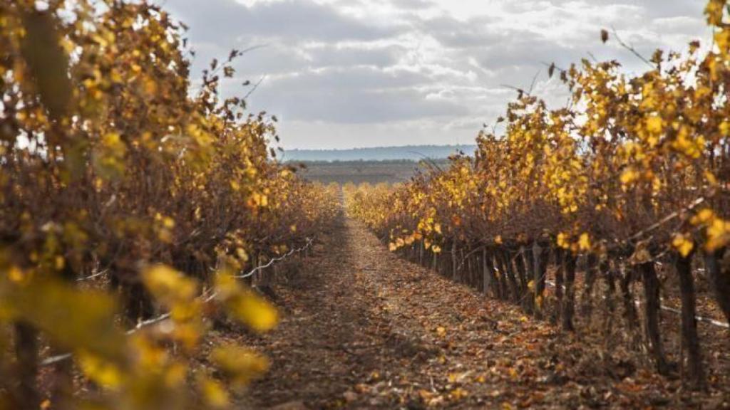 Viñedo de Requena. EE