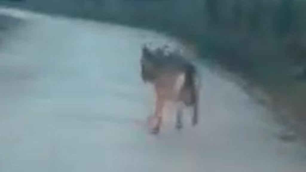 Una foto promocional de la finca El Campillo, uno de los lobos vistos en la zona y una de las ovejas atacadas.