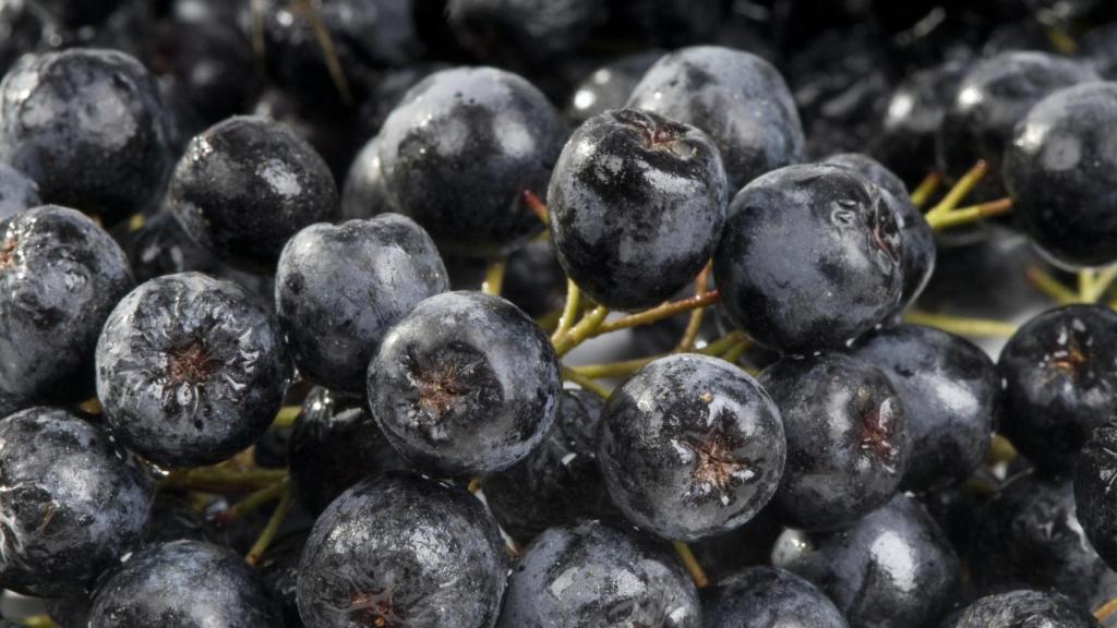 Aronia negra.