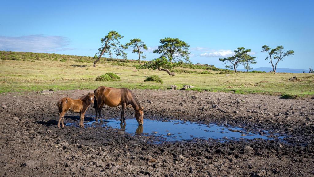 Caballos salvajes en A Serra da Groba