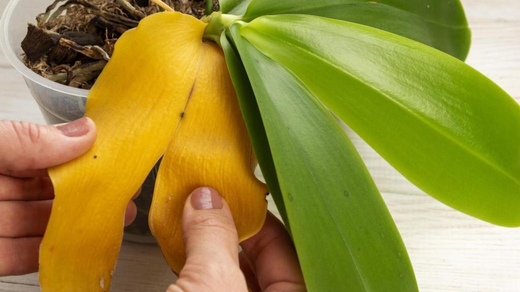 Hoja de una planta amarilla.