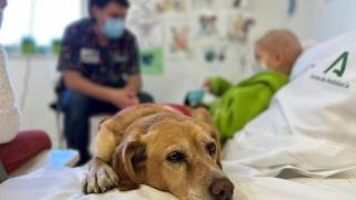 Uno de los perros durante una sesión