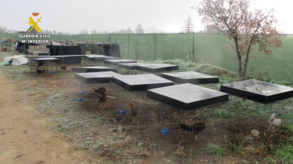 Imagen del criadero ilegal de gallos en Tudela de Duero