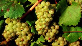 Aligoté, la uva borgoñona que podría destronar a la venerada chardonnay
