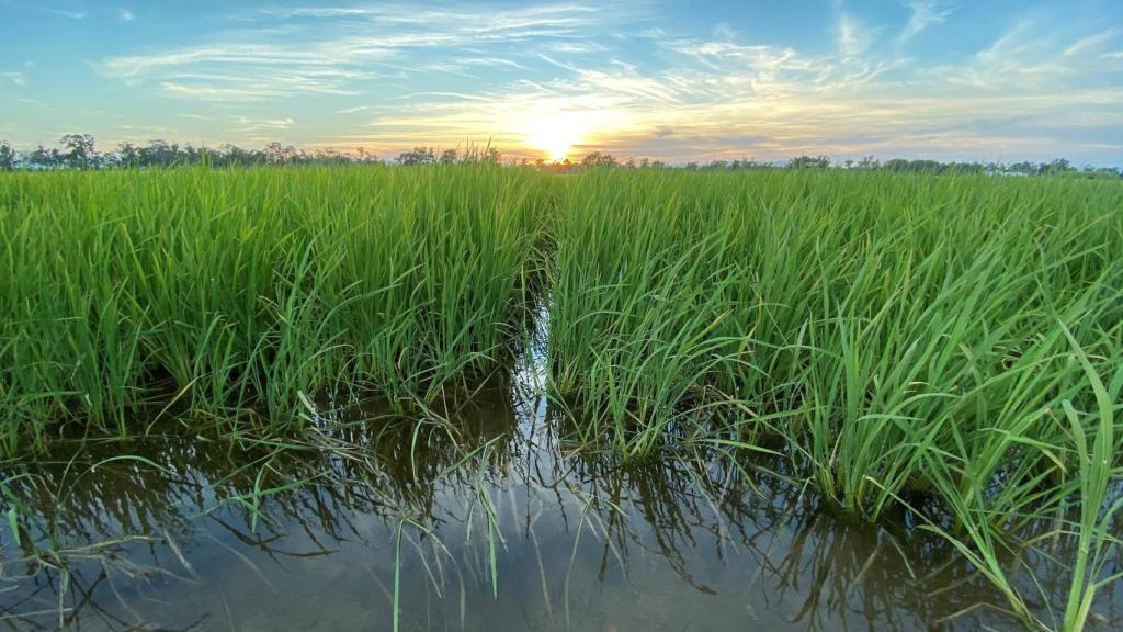 Fotografía de los arrozales del Delta del Ebro durante el atardecer.