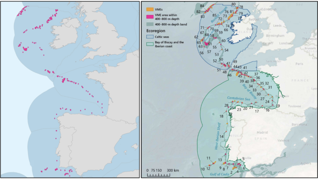Fotografía del impacto de los fraudes pesqueros en zonas protegidas.