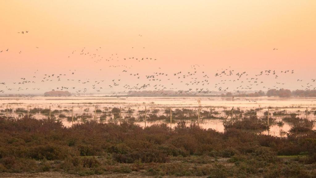 Grupo de ánsares en el caño del Guadiamar en Doñana durante la invernada de 2017. Miguel de Felipe