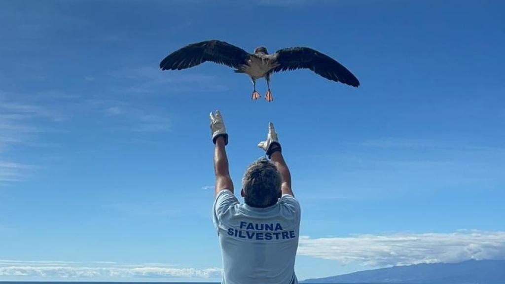 Una pardela inicia el vuelo en Tenerife.