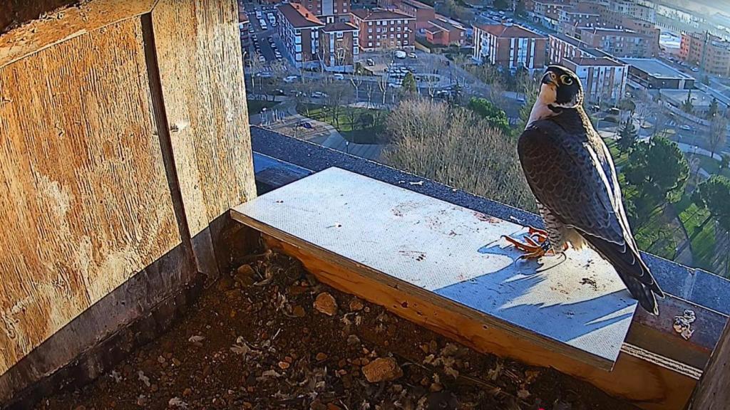 Uno de los halcones en su caja nido de Zamora