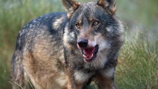 El último censo nacional, que se realizó entre 2012 y 2014, estima que hay unos 2.500 individuos.